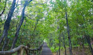 中秋节梧桐山人多吗 梧桐山登山路线